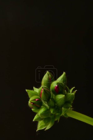 Foto de Plantas verdes sobre fondo oscuro, vista de cerca - Imagen libre de derechos
