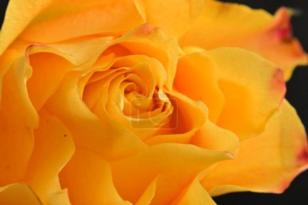 Foto de Hermosa flor de rosa amarilla, vista de cerca - Imagen libre de derechos