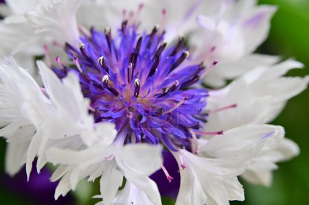Foto de Hermosas flores blancas y púrpuras en el jardín - Imagen libre de derechos