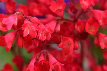 Photo for Beautiful red flowers in the garden - Royalty Free Image