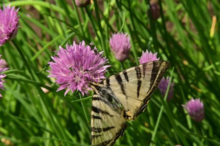 Téléchargez les photos : Papillon assis sur des fleurs violettes dans le jardin - en image libre de droit