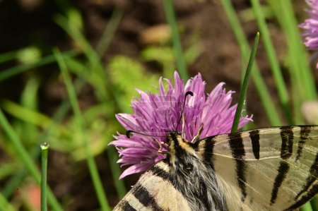Foto de Mariposa sentada sobre flores púrpuras en el jardín - Imagen libre de derechos
