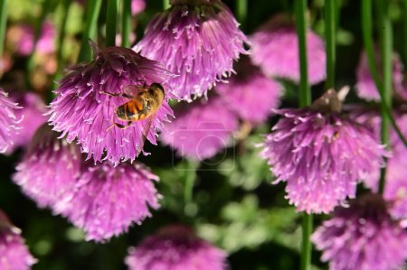 Téléchargez les photos : Pollen de collecte d'abeilles sur des fleurs violettes dans le jardin - en image libre de droit