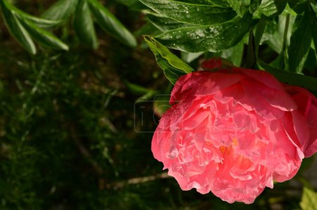 Photo for Beautiful pink rose flower in the garden - Royalty Free Image