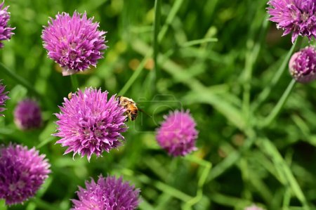 Téléchargez les photos : Pollen de collecte d'abeilles sur des fleurs violettes dans le jardin - en image libre de droit