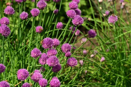 Téléchargez les photos : Abeilles ramassant du pollen sur des fleurs violettes dans le jardin - en image libre de droit