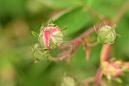 Téléchargez les photos : Belle rose rose dans le jardin - en image libre de droit