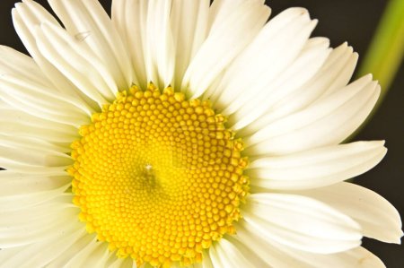 Photo for Beautiful white daisy flowers, close up view - Royalty Free Image