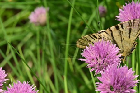 Téléchargez les photos : Papillon assis sur des fleurs violettes dans le jardin - en image libre de droit