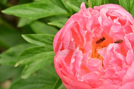 Téléchargez les photos : Abeilles sur belle fleur de pivoine rose dans le jardin - en image libre de droit