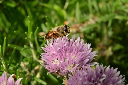 Foto de Abeja recogiendo polen en una púrpura flores en el jardín - Imagen libre de derechos