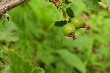 Téléchargez les photos : Une branche de groseilles à maquereau pousse dans le jardin - en image libre de droit