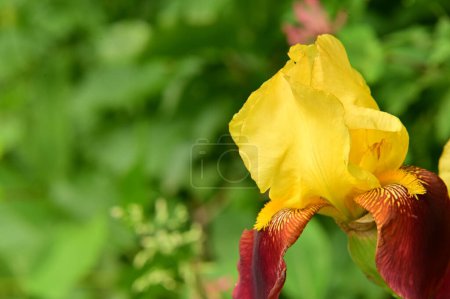 Téléchargez les photos : Belles fleurs jaunes dans le jardin - en image libre de droit