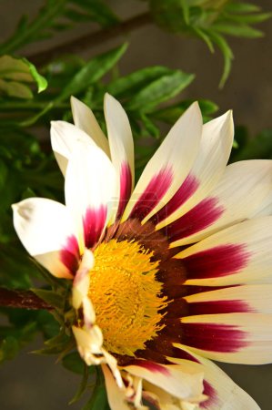 Foto de Hermosas flores de margarita en el jardín - Imagen libre de derechos