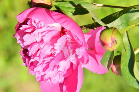 Téléchargez les photos : Belle fleur de pivoine rose dans le jardin - en image libre de droit