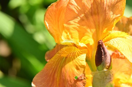 Foto de Hermosa flor amarilla del iris en el jardín - Imagen libre de derechos