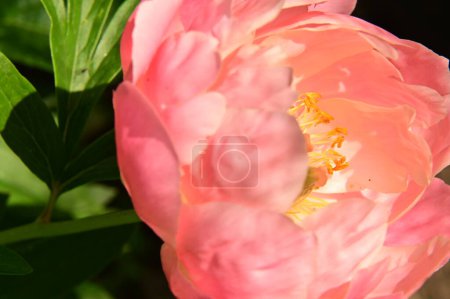 Téléchargez les photos : Belle fleur rose rose dans le jardin - en image libre de droit