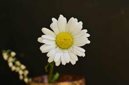 Téléchargez les photos : Belles fleurs de marguerite dans le jardin - en image libre de droit