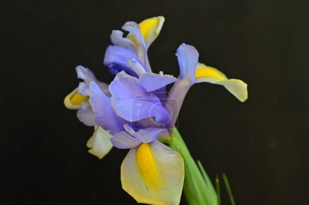 Foto de Hermosas flores de iris amarillo y púrpura sobre fondo oscuro - Imagen libre de derechos