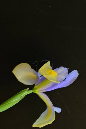 Foto de Hermosas flores de iris amarillo y púrpura sobre fondo oscuro - Imagen libre de derechos