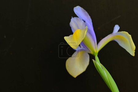 Téléchargez les photos : Belles fleurs d'iris jaune et violet sur fond sombre - en image libre de droit