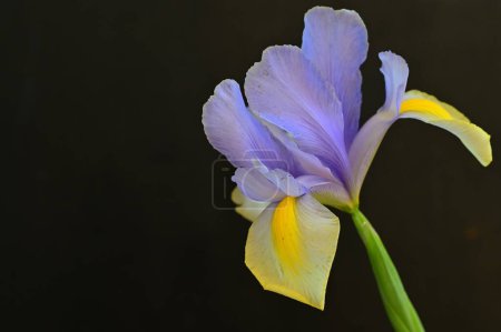 Foto de Hermosa flor de iris amarillo y púrpura sobre fondo oscuro - Imagen libre de derechos