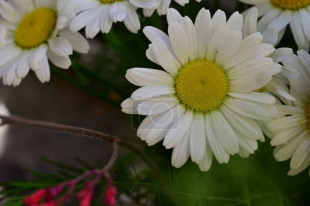 Foto de Hermosas flores de margarita en el jardín - Imagen libre de derechos