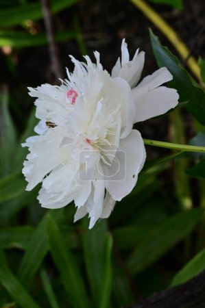 Foto de Hermosa flor blanca en el jardín - Imagen libre de derechos