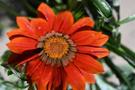 Photo for Beautiful orange flower in the garden - Royalty Free Image