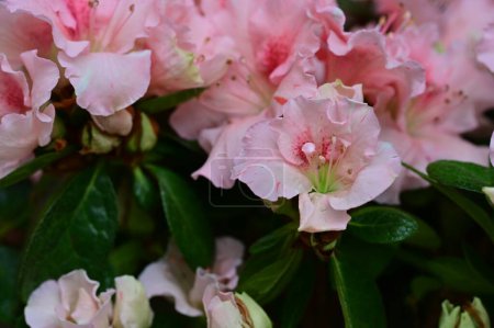 Foto de Hermosas flores rosas que crecen en el jardín, concepto de flora - Imagen libre de derechos