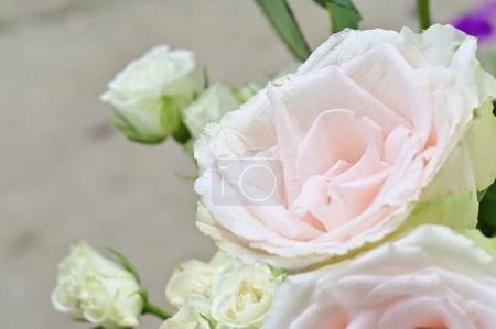 Téléchargez les photos : Roses blanches étonnantes dans le jardin - en image libre de droit