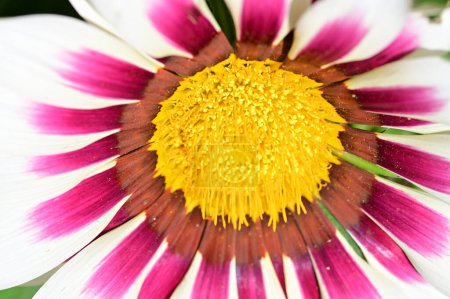 Foto de Hermosa flor de gerberas en el jardín - Imagen libre de derechos
