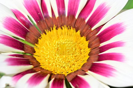 Photo for Beautiful gerbera flower, close up view - Royalty Free Image