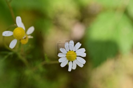 Foto de Flores de margarita blanca en el jardín - Imagen libre de derechos