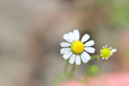Foto de Flores de margarita blanca en el jardín - Imagen libre de derechos