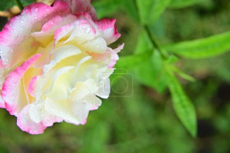 Téléchargez les photos : Belle rose blanche et rose dans le jardin - en image libre de droit