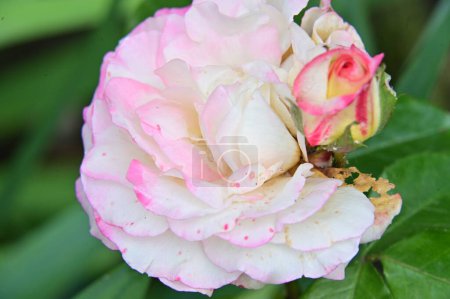 Foto de Hermosa rosa blanca y rosa en el jardín - Imagen libre de derechos