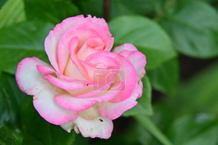 Foto de Hermosa rosa blanca y rosa en el jardín - Imagen libre de derechos