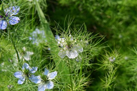 Foto de Hermosas flores blancas y azules en el jardín - Imagen libre de derechos