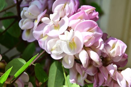 Foto de Hermosas flores blancas y rosadas en el jardín, día soleado de verano - Imagen libre de derechos