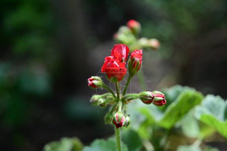 Foto de Hermosas flores de rosas en el jardín - Imagen libre de derechos