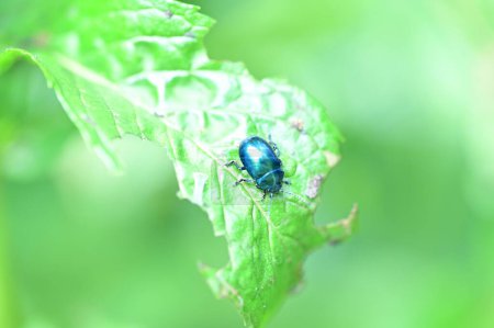 Téléchargez les photos : Gros plan de l'insecte assis sur la feuille verte à la nature sauvage - en image libre de droit