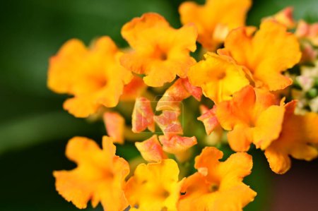 Foto de Hermosas flores naranjas y amarillas en el jardín - Imagen libre de derechos