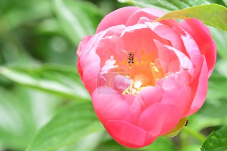 Foto de Hermoso plano botánico, fondo de pantalla natural. flor en el jardín - Imagen libre de derechos