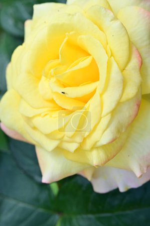 Photo for Beautiful yellow rose in the garden - Royalty Free Image