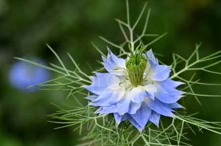 Téléchargez les photos : Belle fleur blanche et bleue dans le jardin - en image libre de droit