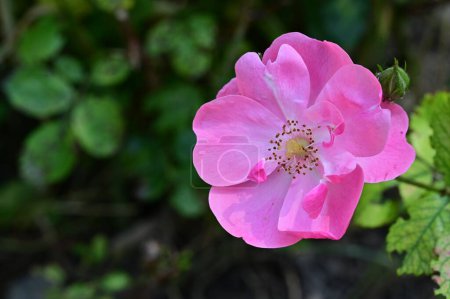 Téléchargez les photos : Belle fleur rose rose poussant dans le jardin - en image libre de droit
