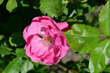 Téléchargez les photos : Gros plan de abeille assis sur de belles fleurs roses poussant dans le jardin - en image libre de droit