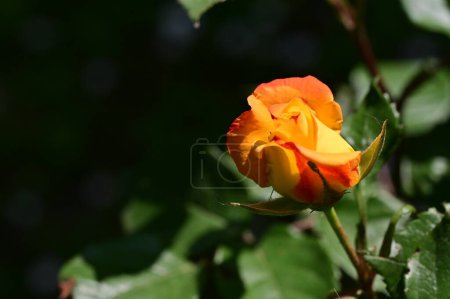 Photo for Beautiful yellow and red rose in the garden - Royalty Free Image
