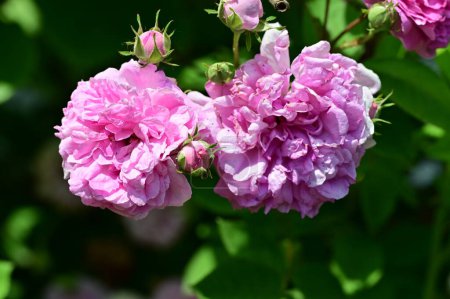 Téléchargez les photos : Belles fleurs roses roses poussant dans le jardin - en image libre de droit